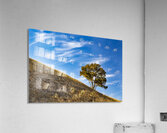 Slanted Tree Acrylic Print