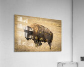 Bison of The Badlands Acrylic Print