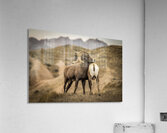 Big Horn Sheep Standoff Acrylic Print