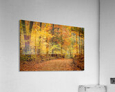 Road to Fall Acrylic Print