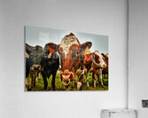 Wisconsin Cows Acrylic Print