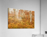 Fall Nature In Door County Wisconsin Acrylic Print