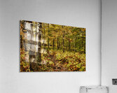 Wisconsin Fall Walk Acrylic Print