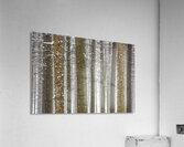 Winter Pine Forest Acrylic Print