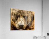 Grizzly Stare Acrylic Print