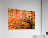 Tree on Fire Acrylic Print