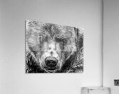 Grizzly Stare B&W Acrylic Print