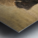 Bison of The Badlands Metal print