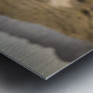 Big Horn Sheep Standoff Metal print