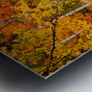 Fall of Colors Metal print