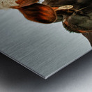 Wisconsin Cows Metal print