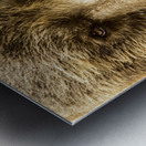 Grizzly Stare Metal print