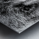 Grizzly Stare B&W Metal print