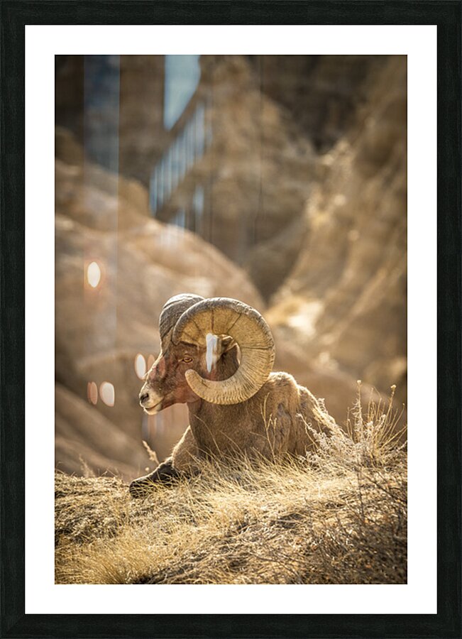 Bighorn Sheep of Badlands Picture Frame print