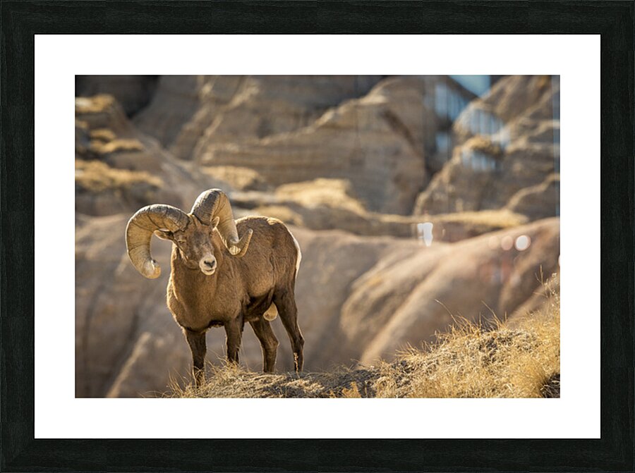 Badlands Bighorn Sheep Picture Frame print