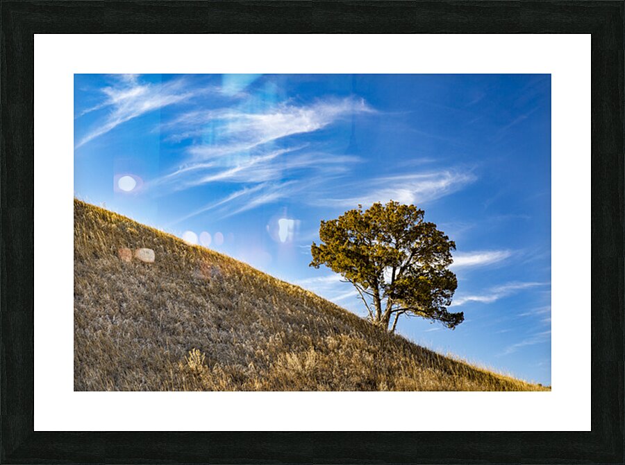 Slanted Tree Picture Frame print