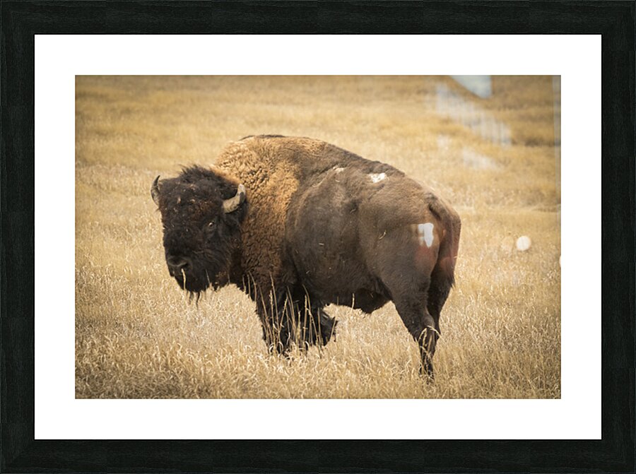 Bison of The Badlands Picture Frame print
