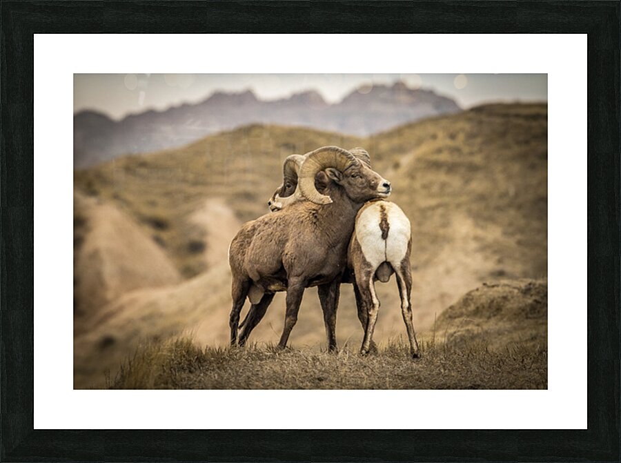 Big Horn Sheep Standoff Picture Frame print