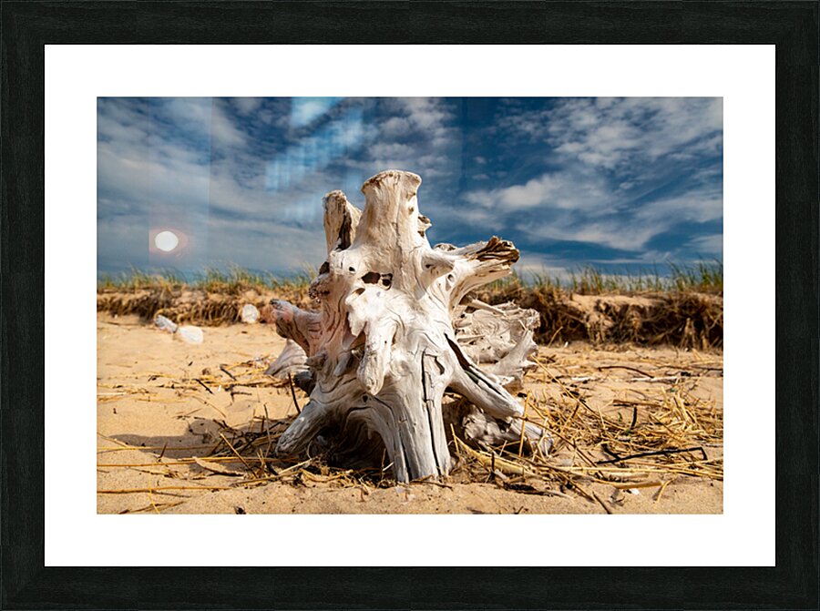 Driftwood ON the Beach Picture Frame print