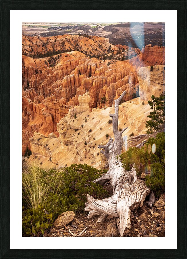 Deadwood Over Bryce Picture Frame print