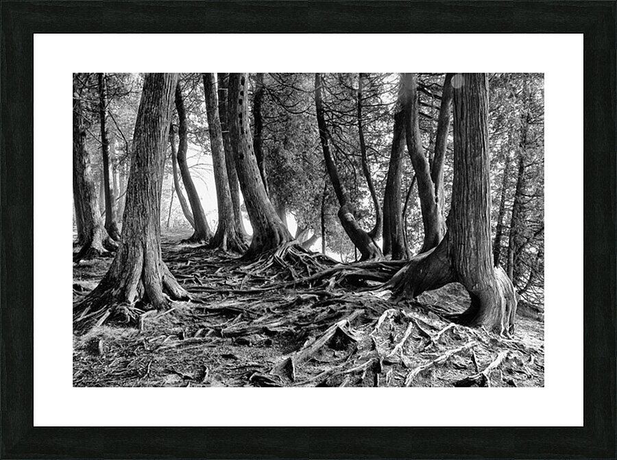 Roots Picture Frame print