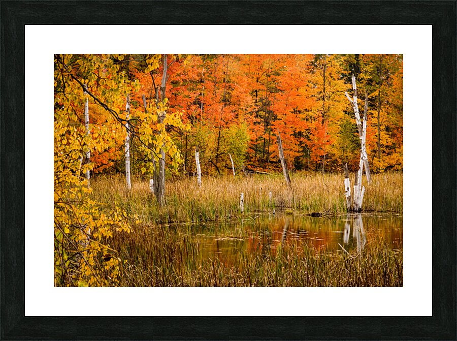 Fall of Colors Picture Frame print