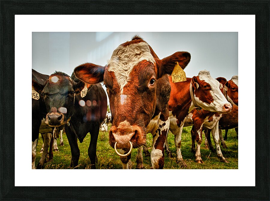 Wisconsin Cows Picture Frame print