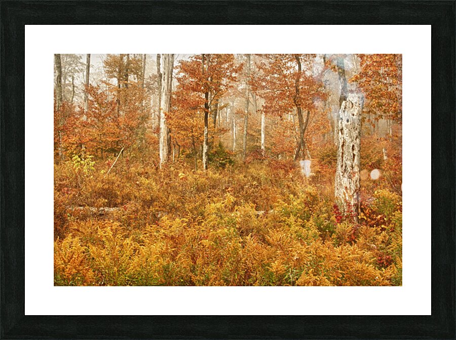 Fall Nature In Door County Wisconsin Picture Frame print