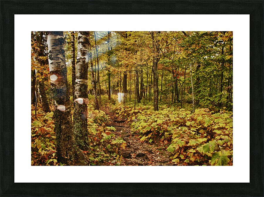 Wisconsin Fall Walk Picture Frame print