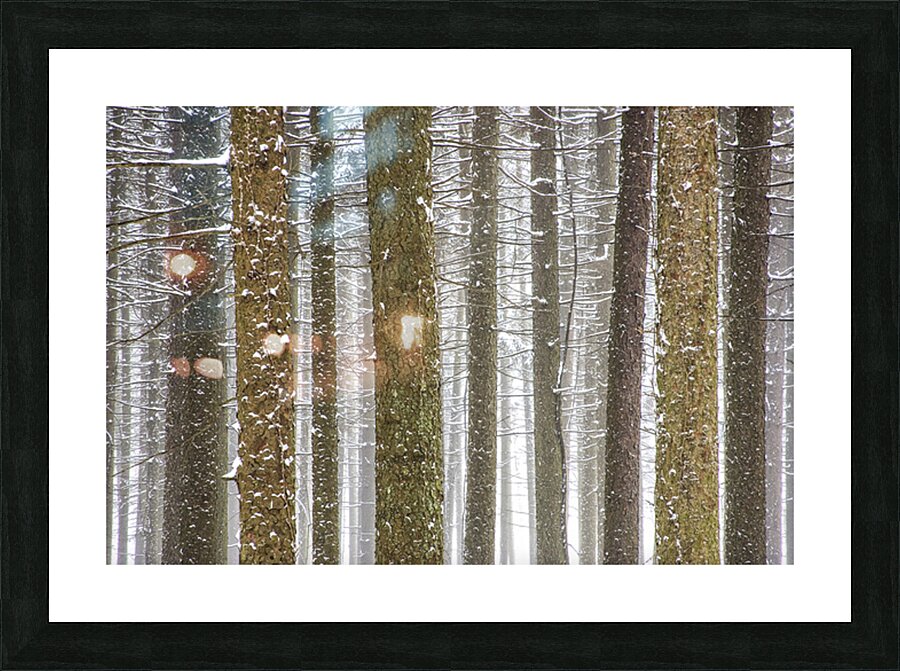 Winter Pine Forest Picture Frame print