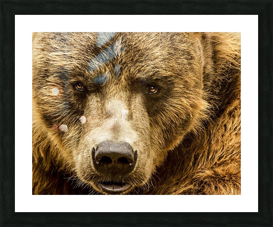 Grizzly Stare Picture Frame print