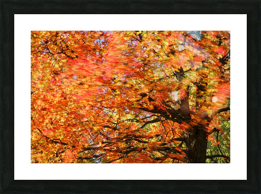 Tree on Fire Picture Frame print