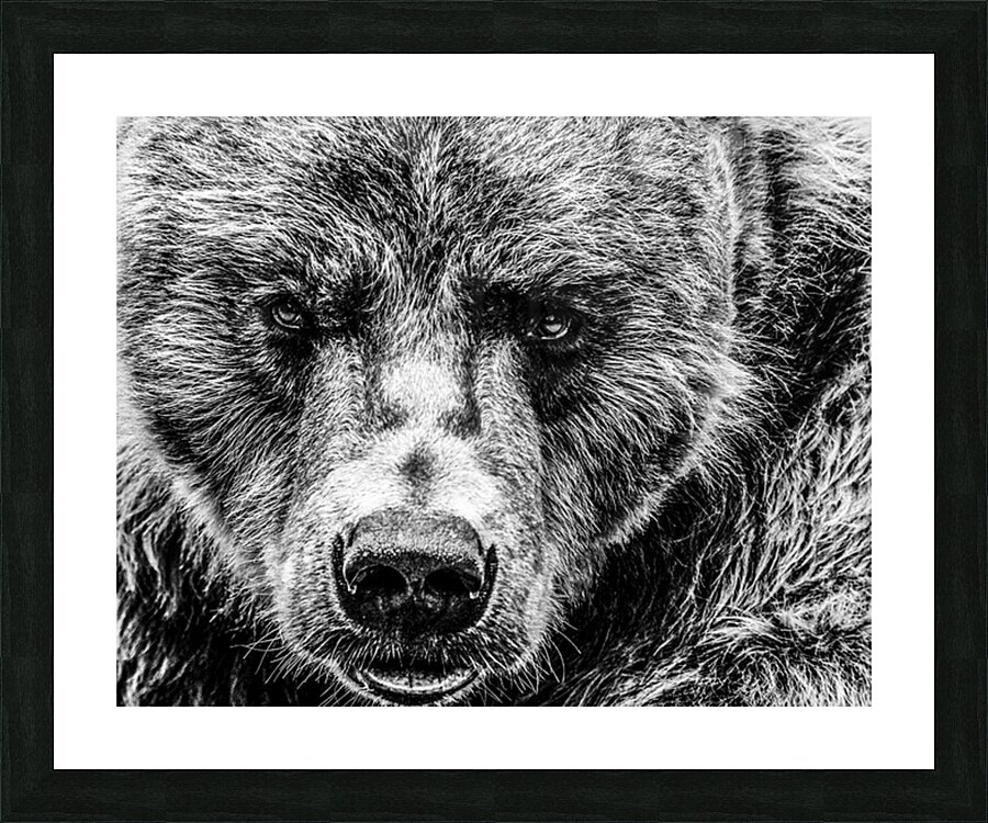 Grizzly Stare B&W Picture Frame print