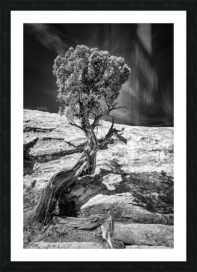 Weathered Juniper in Arches National Park Picture Frame print
