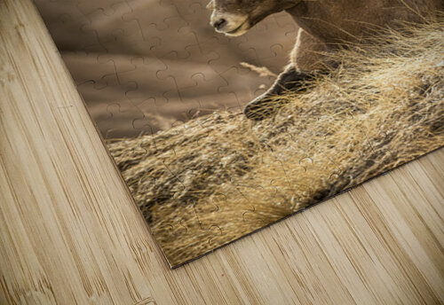 Bighorn Sheep of Badlands Kelley McClure puzzle