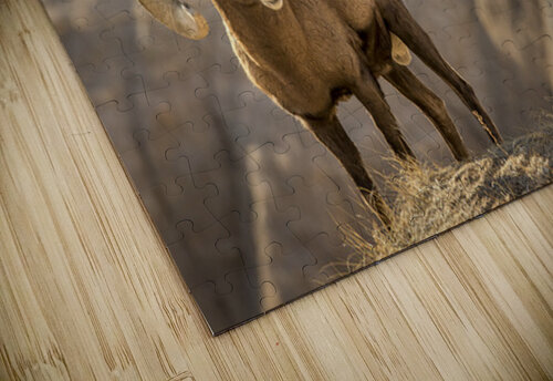 Badlands Bighorn Sheep Kelley McClure puzzle