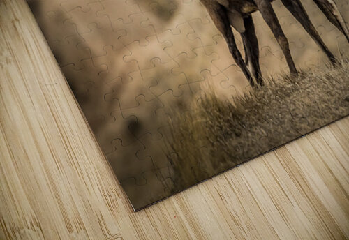 Big Horn Sheep Standoff Kelley McClure puzzle