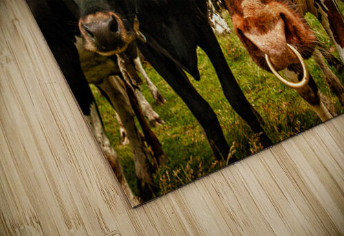 Wisconsin Cows Kelley McClure puzzle