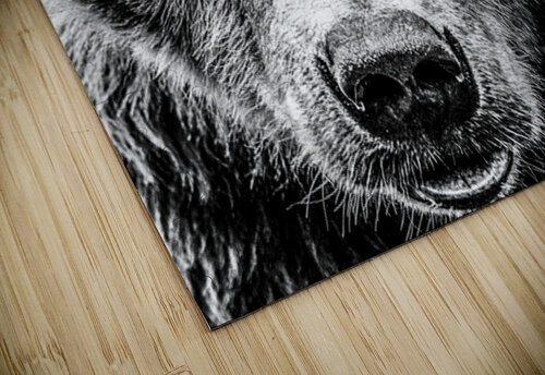 Grizzly Stare B&W Kelley McClure puzzle