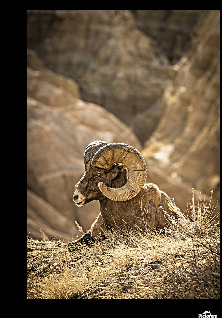 Bighorn Sheep of Badlands Reproduction