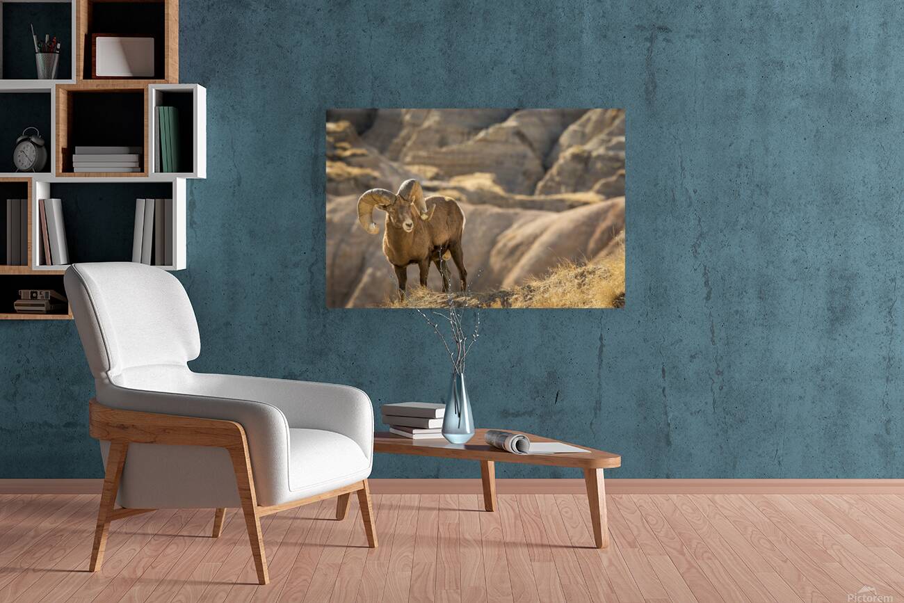 Badlands Bighorn Sheep Reproduction