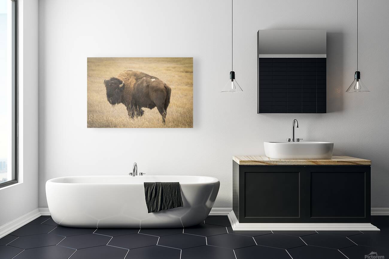Bison of The Badlands Reproduction