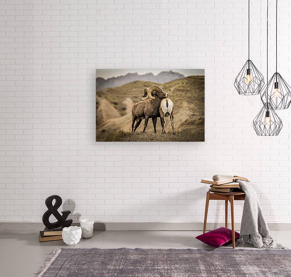 Big Horn Sheep Standoff Reproduction