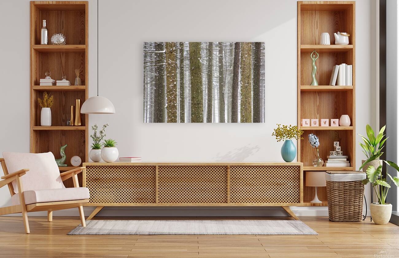 Winter Pine Forest Reproduction