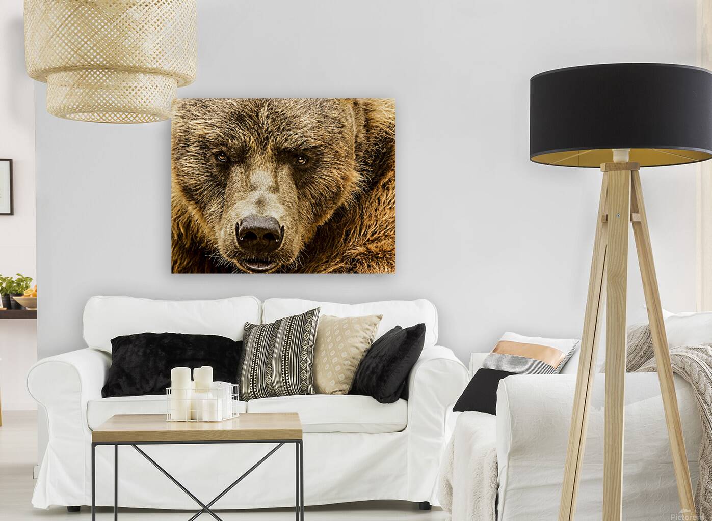Grizzly Stare Reproduction