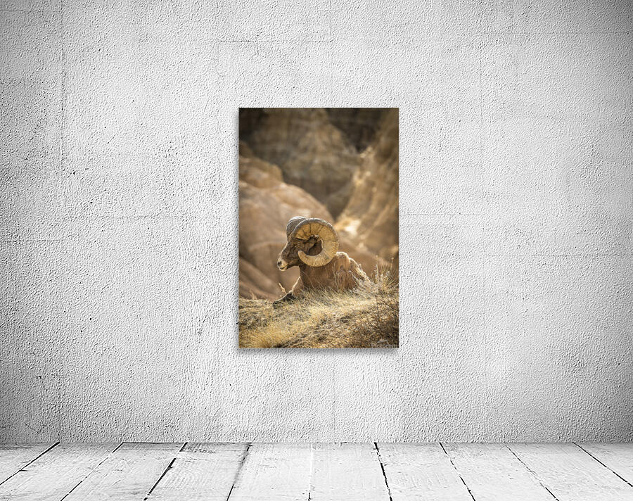 Bighorn Sheep of Badlands Wall Preview