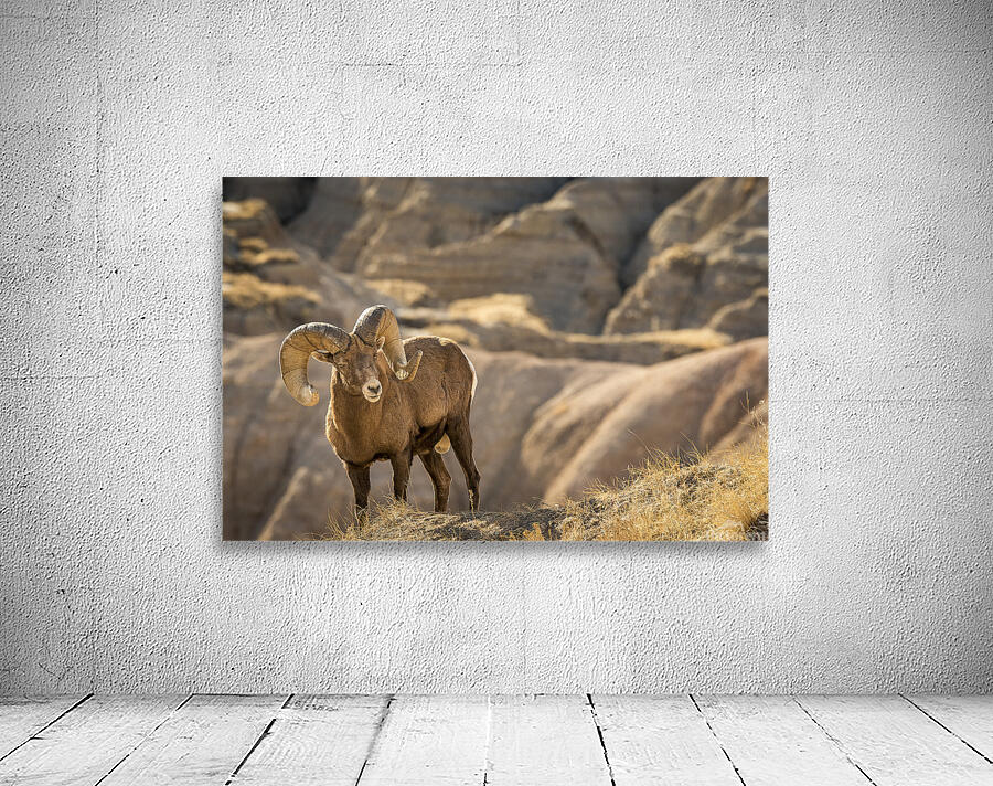 Badlands Bighorn Sheep Wall Preview