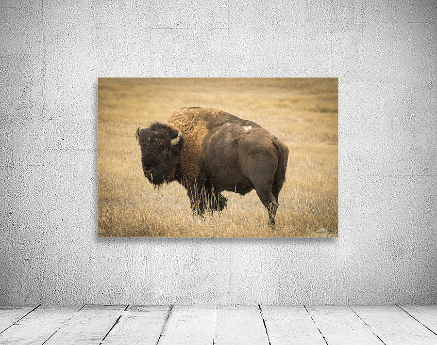 Bison of The Badlands Wall Preview