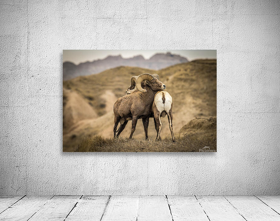 Big Horn Sheep Standoff Wall Preview