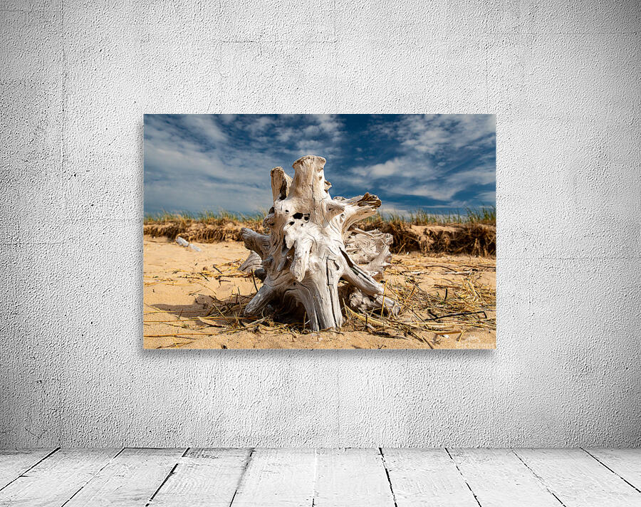 Driftwood ON the Beach Wall Preview